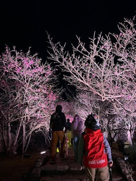 今帰仁城跡に投稿された画像（2026/2/10）