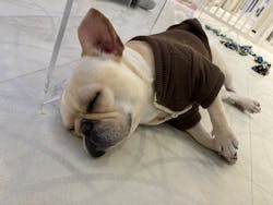 いぬカフェRio 原宿竹下通り店に投稿された画像（2026/2/10）