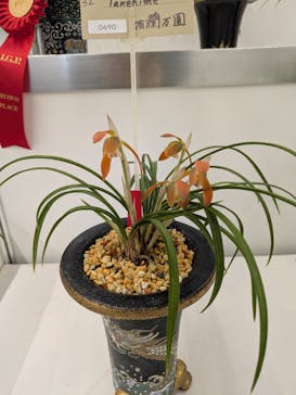 世界らん展2026-花と緑の祭典-に投稿された画像（2026/2/10）