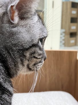 Cat Café MOFF イオンモールナゴヤドーム前店に投稿された画像（2026/2/10）