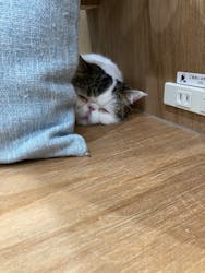 Cat Café MOFF イオンモールナゴヤドーム前店に投稿された画像（2026/2/10）