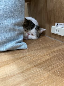 Cat Café MOFF イオンモールナゴヤドーム前店に投稿された画像（2026/2/10）