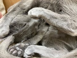 Cat Café MOFF イオンモールナゴヤドーム前店に投稿された画像（2026/2/10）