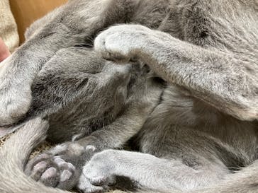 Cat Café MOFF イオンモールナゴヤドーム前店に投稿された画像（2026/2/10）