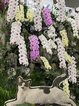 世界らん展2026-花と緑の祭典-に投稿された画像（2026/2/10）