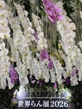 世界らん展2026-花と緑の祭典-に投稿された画像（2026/2/10）