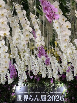 世界らん展2026-花と緑の祭典-に投稿された画像（2026/2/10）