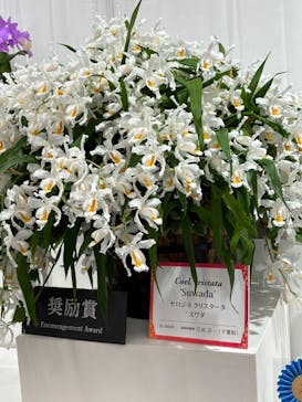 世界らん展2026-花と緑の祭典-に投稿された画像（2026/2/10）