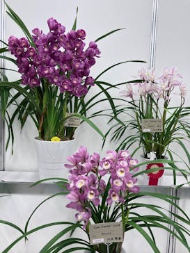 世界らん展2026-花と緑の祭典-に投稿された画像（2026/2/10）