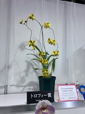 世界らん展2026-花と緑の祭典-に投稿された画像（2026/2/10）