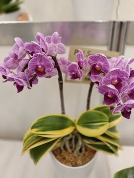 世界らん展2026-花と緑の祭典-に投稿された画像（2026/2/10）