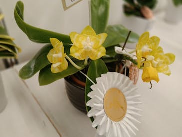 世界らん展2026-花と緑の祭典-に投稿された画像（2026/2/10）