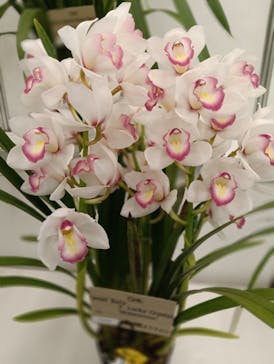 世界らん展2026-花と緑の祭典-に投稿された画像（2026/2/10）