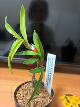 世界らん展2026-花と緑の祭典-に投稿された画像（2026/2/11）