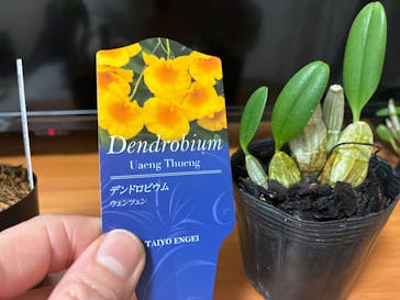 世界らん展2026-花と緑の祭典-に投稿された画像（2026/2/11）