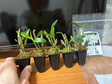 世界らん展2026-花と緑の祭典-に投稿された画像（2026/2/11）