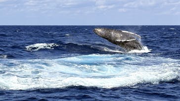 ネイティブシー奄美に投稿された画像（2026/2/11）