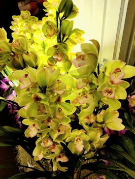 世界らん展2026-花と緑の祭典-に投稿された画像（2026/2/11）