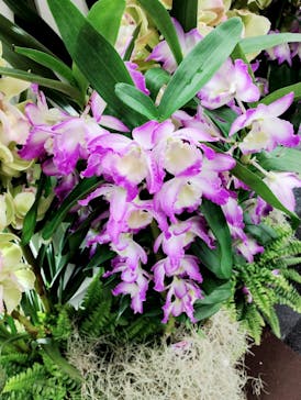 世界らん展2026-花と緑の祭典-に投稿された画像（2026/2/11）