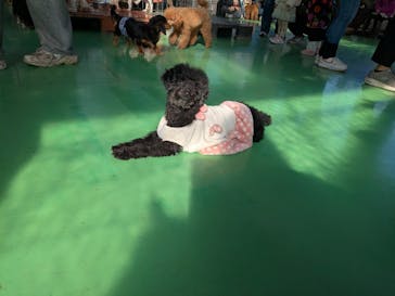 つくばわんわんランドに投稿された画像（2026/2/11）