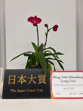 世界らん展2026-花と緑の祭典-に投稿された画像（2026/2/11）