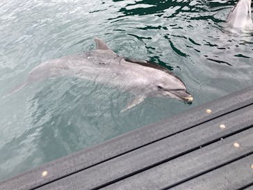 太地町立くじらの博物館に投稿された画像（2026/2/11）