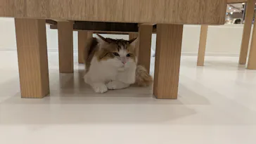 Cat Café MOFF イオンモールナゴヤドーム前店に投稿された画像（2026/2/11）