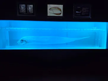 名古屋港水族館に投稿された画像（2026/2/11）