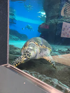 名古屋港水族館に投稿された画像（2026/2/11）