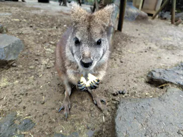伊豆シャボテン動物公園に投稿された画像（2026/2/11）