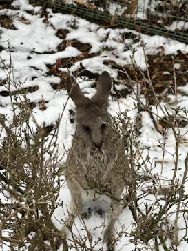 こども動物自然公園（埼玉県公園緑地協会）に投稿された画像（2026/2/11）