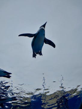 サンシャイン水族館に投稿された画像（2026/2/11）