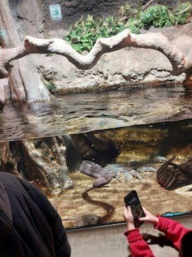 サンシャイン水族館に投稿された画像（2026/2/11）