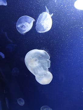 サンシャイン水族館に投稿された画像（2026/2/11）