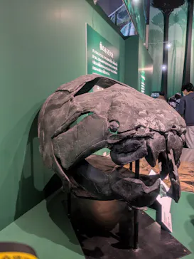 特別展「大絶滅展―生命史のビッグファイブ」に投稿された画像（2026/2/11）