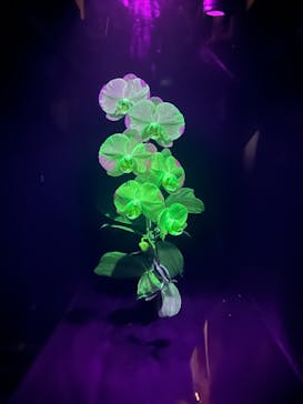 世界らん展2026-花と緑の祭典-に投稿された画像（2026/2/11）