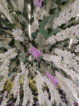 世界らん展2026-花と緑の祭典-に投稿された画像（2026/2/11）