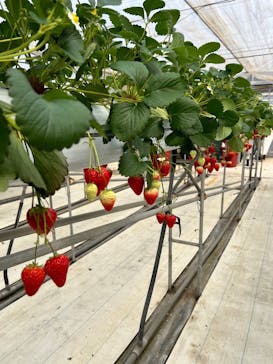 株式会社こまち野に投稿された画像（2026/2/11）