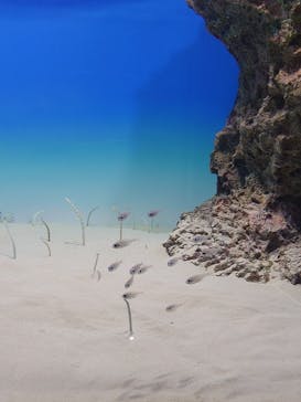 アクアワールド茨城県大洗水族館に投稿された画像（2026/2/11）