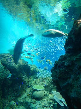 アクアワールド茨城県大洗水族館に投稿された画像（2026/2/11）