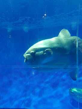 アクアワールド茨城県大洗水族館に投稿された画像（2026/2/11）