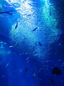 アクアワールド茨城県大洗水族館に投稿された画像（2026/2/11）