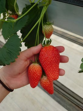 株式会社こまち野に投稿された画像（2026/2/11）