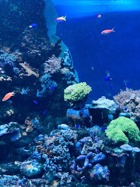 サンシャイン水族館に投稿された画像（2026/2/11）