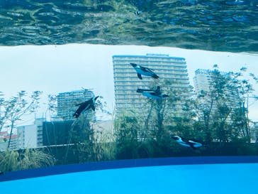 サンシャイン水族館に投稿された画像（2026/2/11）