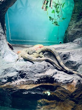 サンシャイン水族館に投稿された画像（2026/2/11）