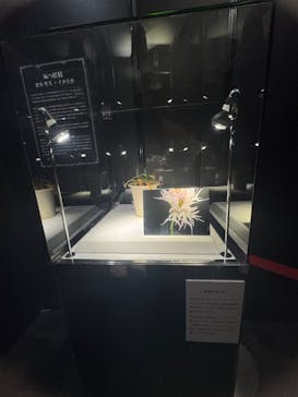 世界らん展2026-花と緑の祭典-に投稿された画像（2026/2/11）