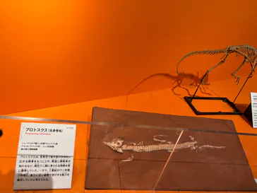 特別展「大絶滅展―生命史のビッグファイブ」に投稿された画像（2026/2/11）