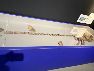 特別展「大絶滅展―生命史のビッグファイブ」に投稿された画像（2026/2/11）