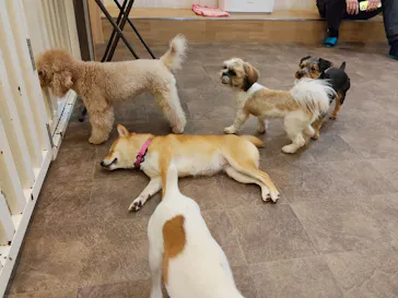 いぬカフェRio 吉祥寺店に投稿された画像（2026/2/11）